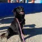 Schäferhund-Mischling Sombra, 03/2020, 53 cm