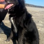 Schäferhund-Mischling Sombra, 03/2020, 53 cm