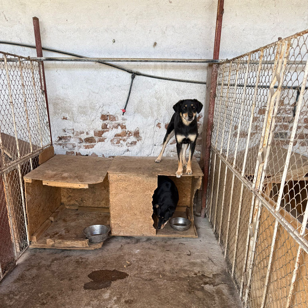 Spendenaufruf für Hundehütten in Bulgarien