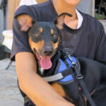 Mischling Suset, 07/2023, ca. 43 cm, 50354 Hürth