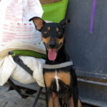 Mischling Suset, 07/2023, ca. 43 cm, 50354 Hürth