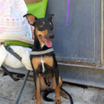 Mischling Suset, 07/2023, ca. 43 cm, 50354 Hürth