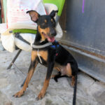 Mischling Suset, 07/2023, ca. 43 cm, 50354 Hürth