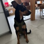 Mischling Suset, 07/2023, ca. 43 cm, 50354 Hürth