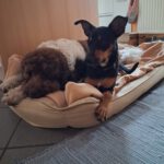 Mischling Suset, 07/2023, ca. 43 cm, 50354 Hürth