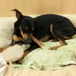 Mischling Suset, 07/2023, ca. 43 cm, 50354 Hürth