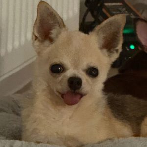 Chihuahua Suspirito, 09/2016, 25 cm, 50997 Köln