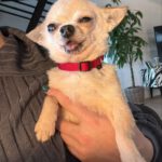 Chihuahua Suspirito, 09/2016, 25 cm, 50997 Köln