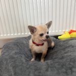 Chihuahua Suspirito, 09/2016, 25 cm, 50997 Köln