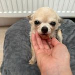 Chihuahua Suspirito, 09/2016, 25 cm, 50997 Köln