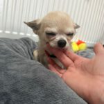 Chihuahua Suspirito, 09/2016, 25 cm, 50997 Köln