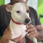 Mischling Tarzan, 03/2025, ca. 30 cm