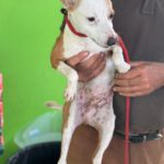 Mischling Tarzan, 03/2025, ca. 30 cm