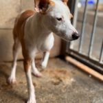 Mischling Tarzan, 03/2025, ca. 30 cm