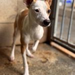 Mischling Tarzan, 03/2025, ca. 30 cm