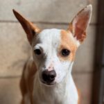 Mischling Tarzan, 03/2025, ca. 30 cm