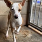 Mischling Tarzan, 03/2025, Endgröße ca. 30 cm