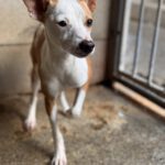 Mischling Tarzan, 03/2025, Endgröße ca. 30 cm