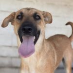 Mischling Teodoro, 11/2023, ca. 45-50 cm