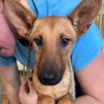 Mischling Tessa, 02/2025, 50 cm