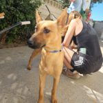 Mischling Tessa, 02/2025, 50 cm