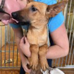 Mischling Tessa, 02/2025, 50 cm