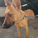 Mischling Tessa, 02/2025, 50 cm