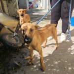 Mischling Tessa, 02/2025, 50 cm