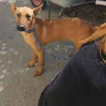 Mischling Tessa, 02/2025, 50 cm