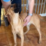 Mischling Tessa, 02/2025, 50 cm