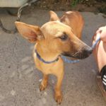 Mischling Tessa, 02/2025, 50 cm