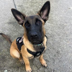 Malinois Mischling Titan, 05/2025, Endgröße ca. 65 cm, 23623 Ahrensbök