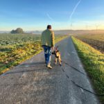 Malinois Mischling Titan, 05/2025, Endgröße ca. 65 cm, 23623 Ahrensbök