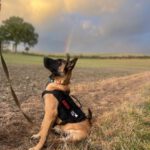 Malinois Mischling Titan, 05/2025, Endgröße ca. 65 cm, 23623 Ahrensbök