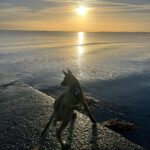 Malinois Mischling Titan, 05/2025, Endgröße ca. 65 cm, 23623 Ahrensbök