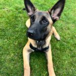 Malinois Mischling Titan, 05/2025, Endgröße ca. 65 cm, 23623 Ahrensbök