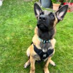 Malinois Mischling Titan, 05/2025, Endgröße ca. 65 cm, 23623 Ahrensbök