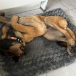 Malinois Mischling Titan, 05/2025, Endgröße ca. 65 cm, 23623 Ahrensbök