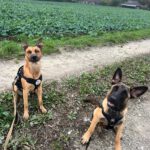 Malinois Mischling Titan, 05/2025, Endgröße ca. 65 cm, 23623 Ahrensbök