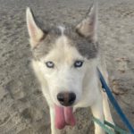 Husky-Mischling Titan, 10/2022, ca 55 cm