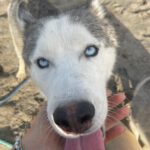 Husky-Mischling Titan, 10/2022, ca 55 cm