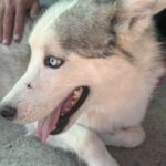 Husky-Mischling Titan, 10/2022, ca 55 cm