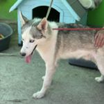 Husky-Mischling Titan, 10/2022, ca 55 cm