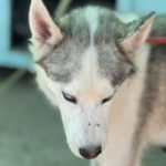 Husky-Mischling Titan, 10/2022, ca 55 cm