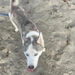 Husky-Mischling Titan, 10/2022, ca 55 cm