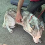 Husky-Mischling Titan, 10/2022, ca 55 cm