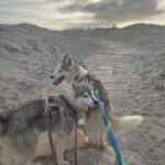 Husky-Mischling Titan, 10/2022, ca 55 cm