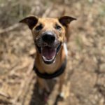 Malinois Mischling Tom, 12/2022, ca. 65 cm