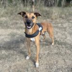 Malinois Mischling Tom, 12/2022, ca. 65 cm