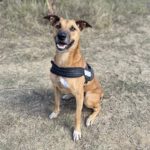 Malinois Mischling Tom, 12/2022, ca. 65 cm